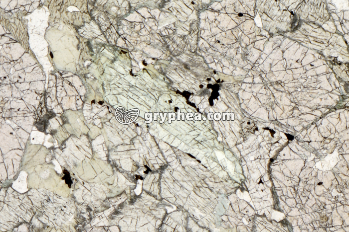 Eclogite LPNA x8 - gryphea.org